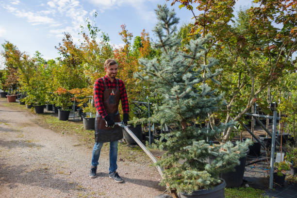 Best Commercial Tree Services  in Tahoe Vista, CA